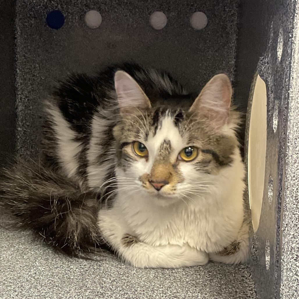 Enlarge Jennifer Catiston, a Adoptable Domestic Short Hair in Henderson, NV image 2/3