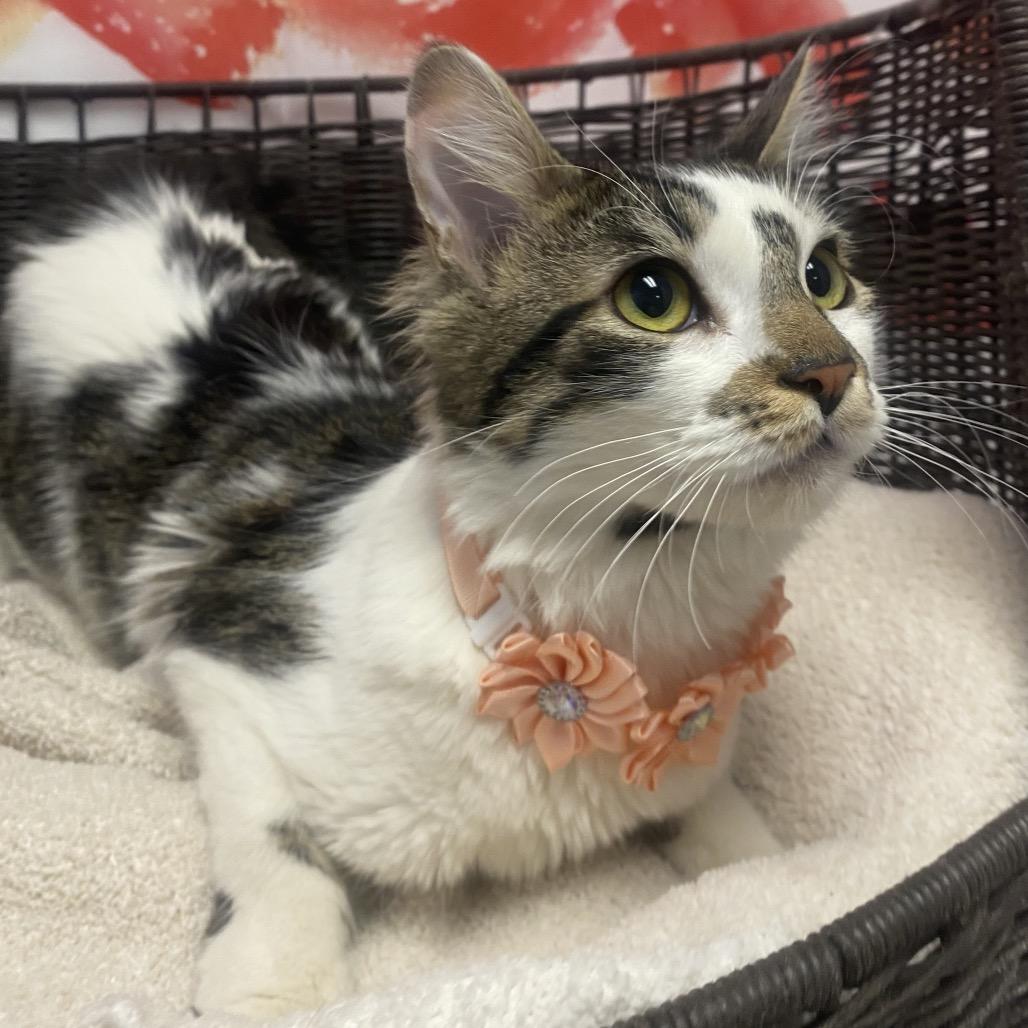 Enlarge Jennifer Catiston, a Adoptable Domestic Short Hair in Henderson, NV image 3/3