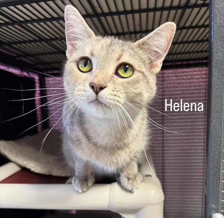 Helena, Adopted, Young Female Tortoiseshell.