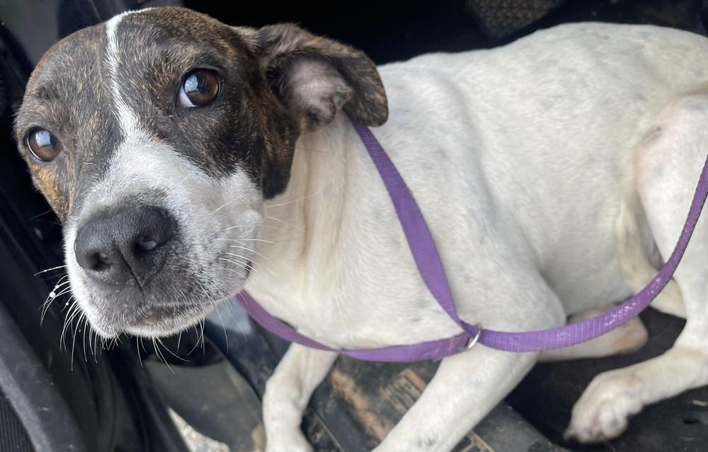 Beatrix, Adoptable, Young Female Pointer.