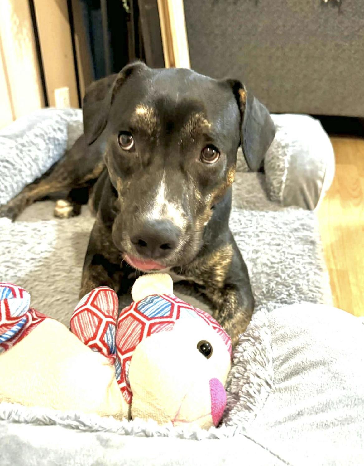 Mello — thumbnail 3