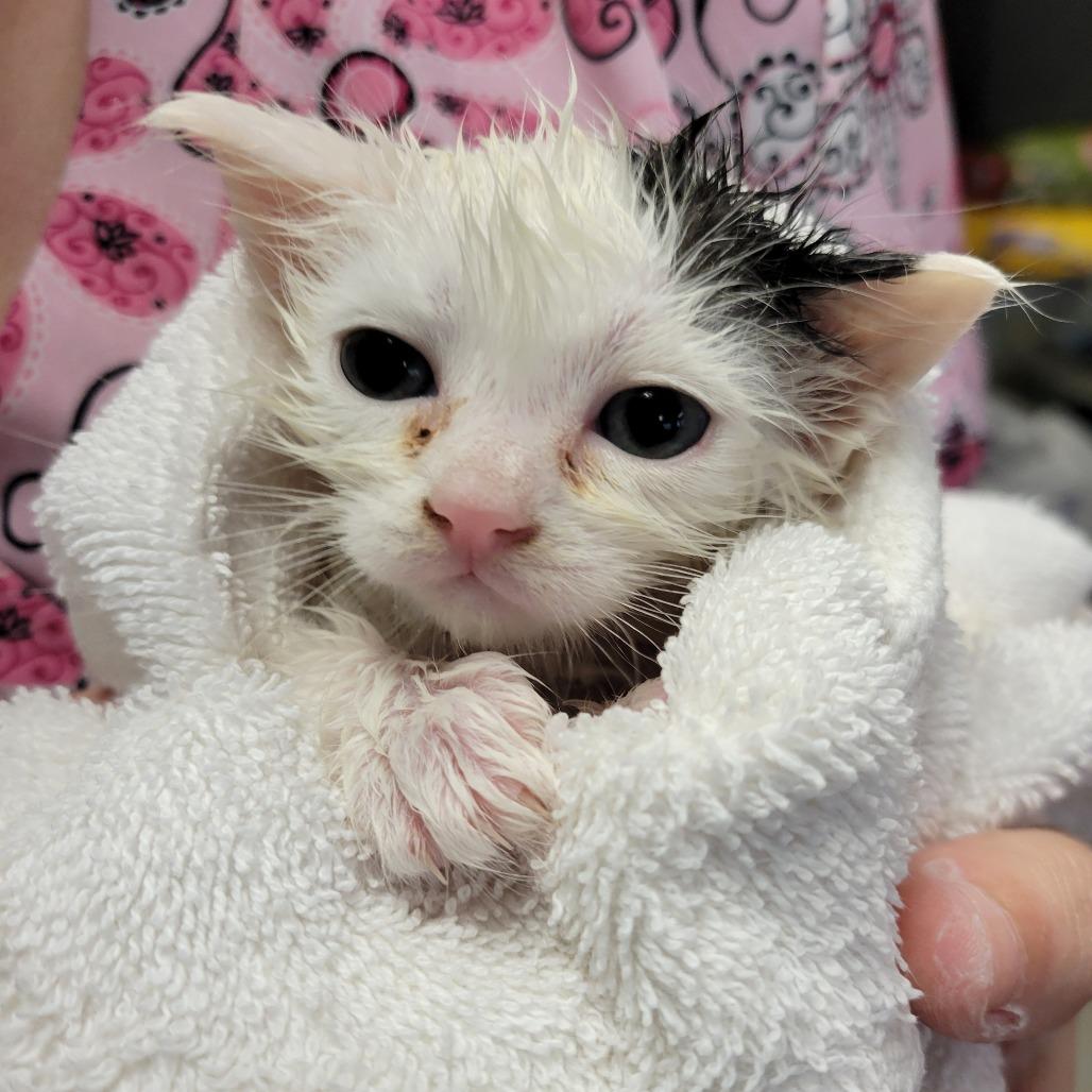 Weeble Wobble, Adoptable, Kitten Female Domestic Short Hair.