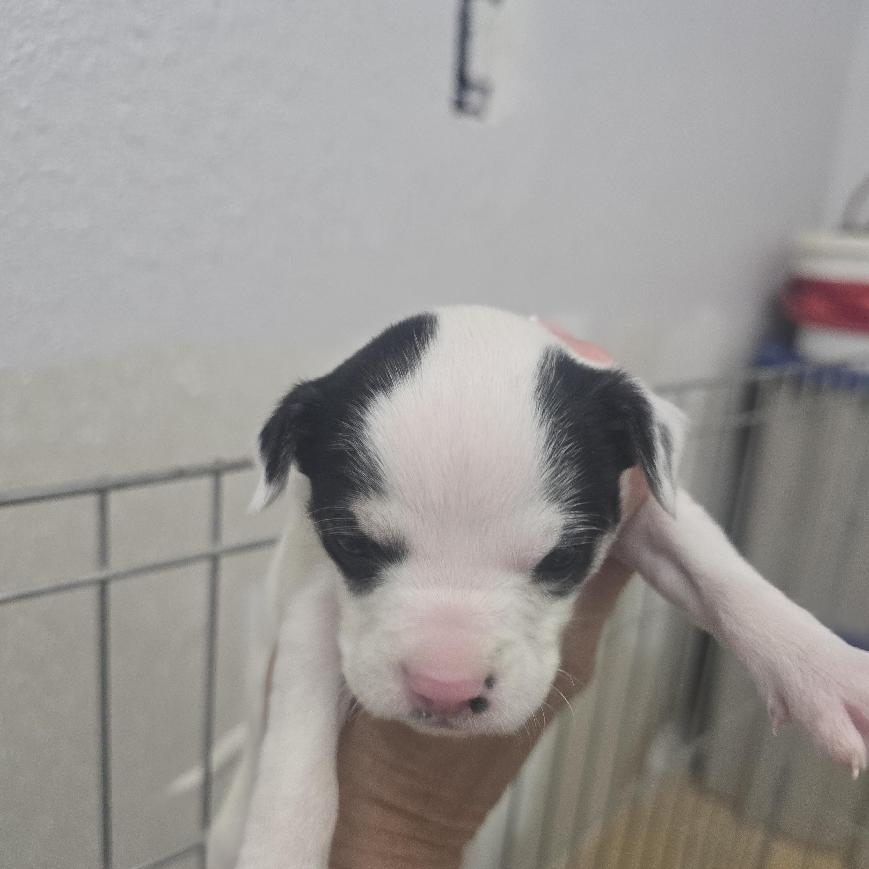 Billy, ADOPTABLE, Puppy Male Beagle.