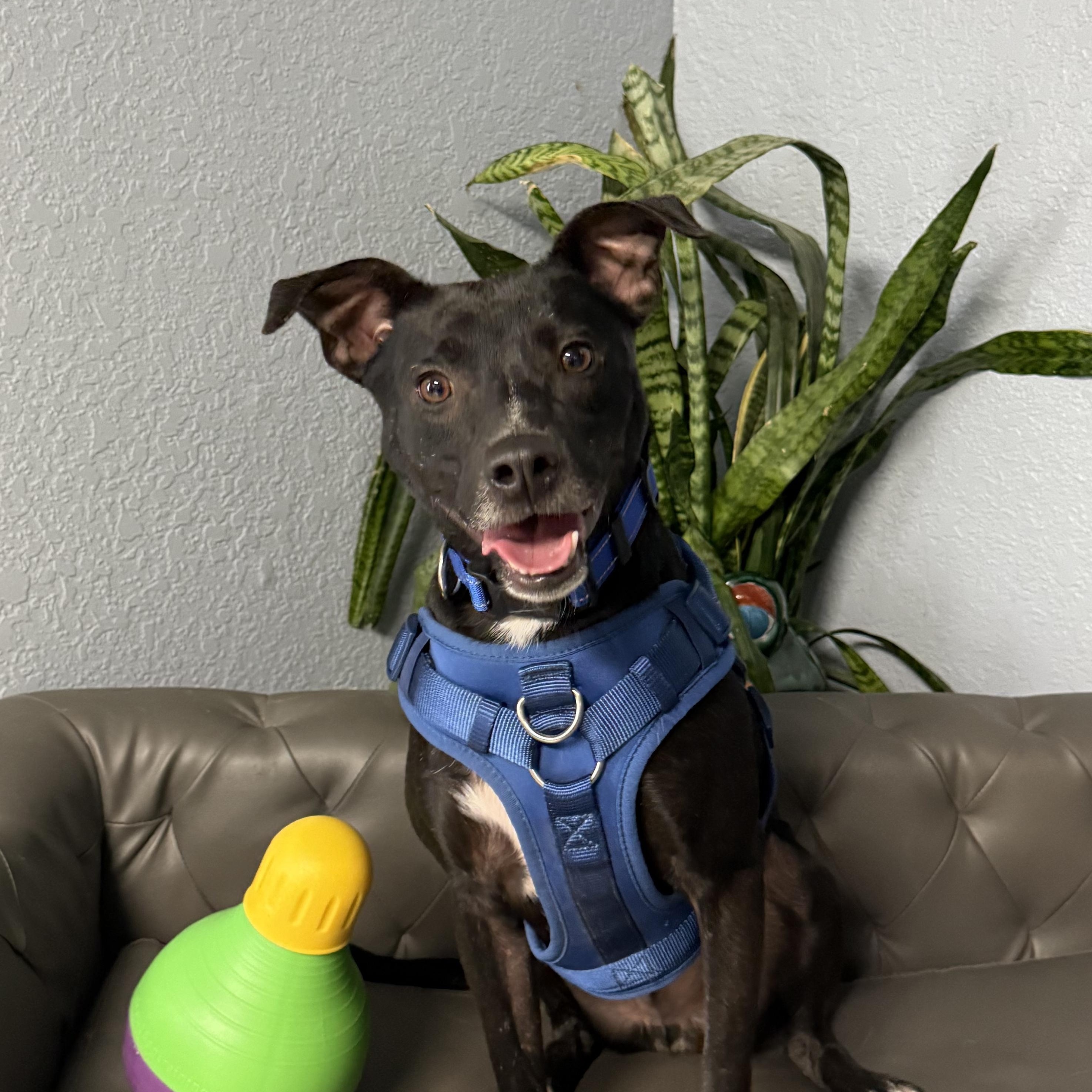 Enlarge Emmett Everly, a Adoptable mixed breed in Belleville, NJ image 4/6