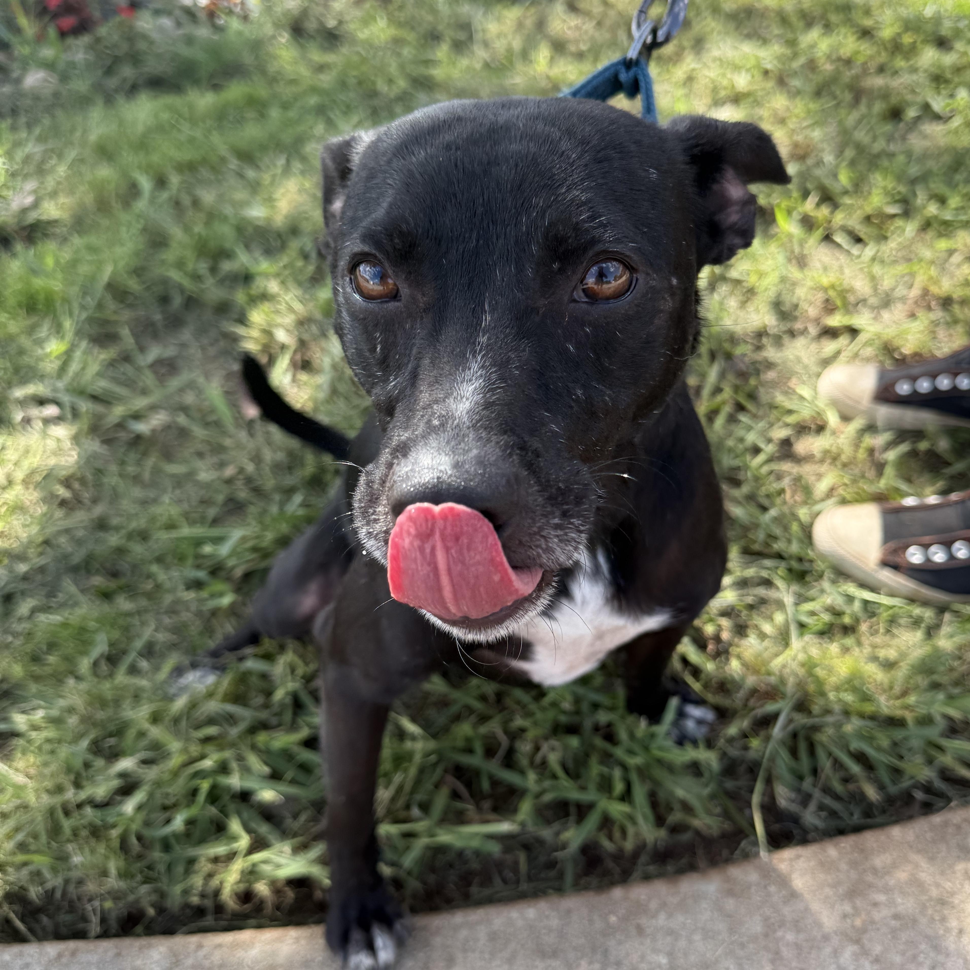 Enlarge Emmett Everly, a Adoptable mixed breed in Belleville, NJ image 2/6