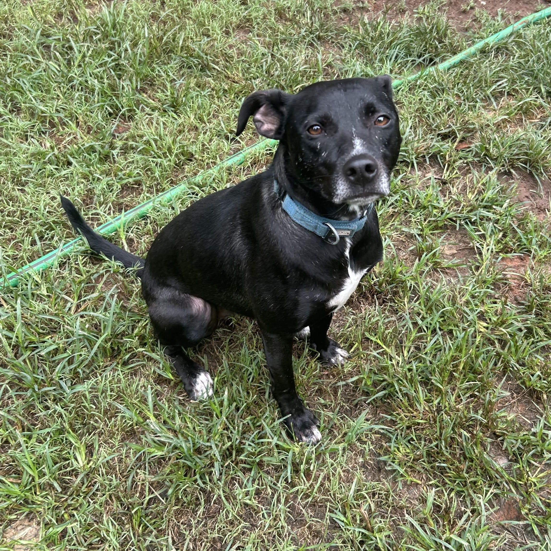 Emmett Everly, Adoptable, Adult Male Italian Greyhound & Beagle.