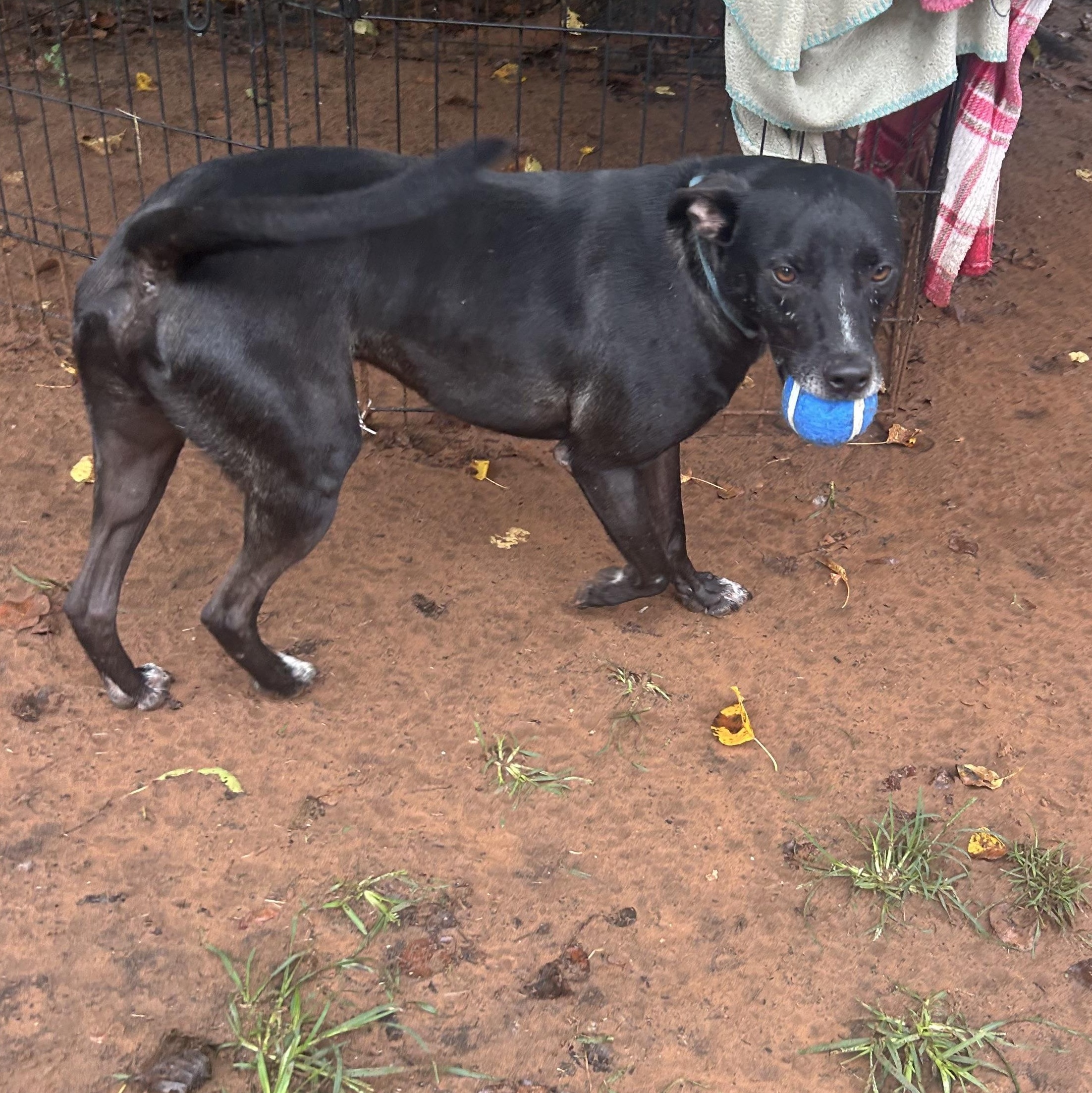 Enlarge Emmett Everly, a Adoptable mixed breed in Belleville, NJ image 5/6