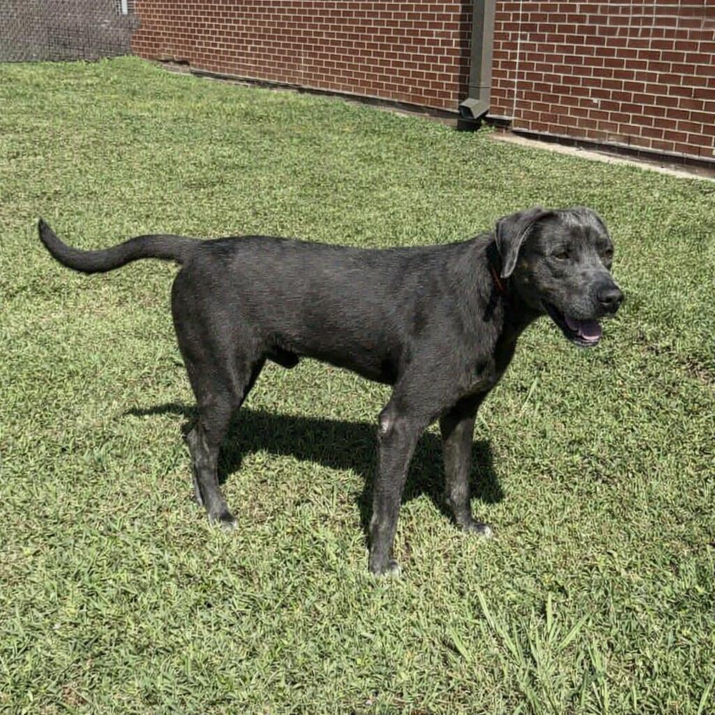 Shelby, a Adoptable Labrador Retriever in Brenham, TX image 2/6