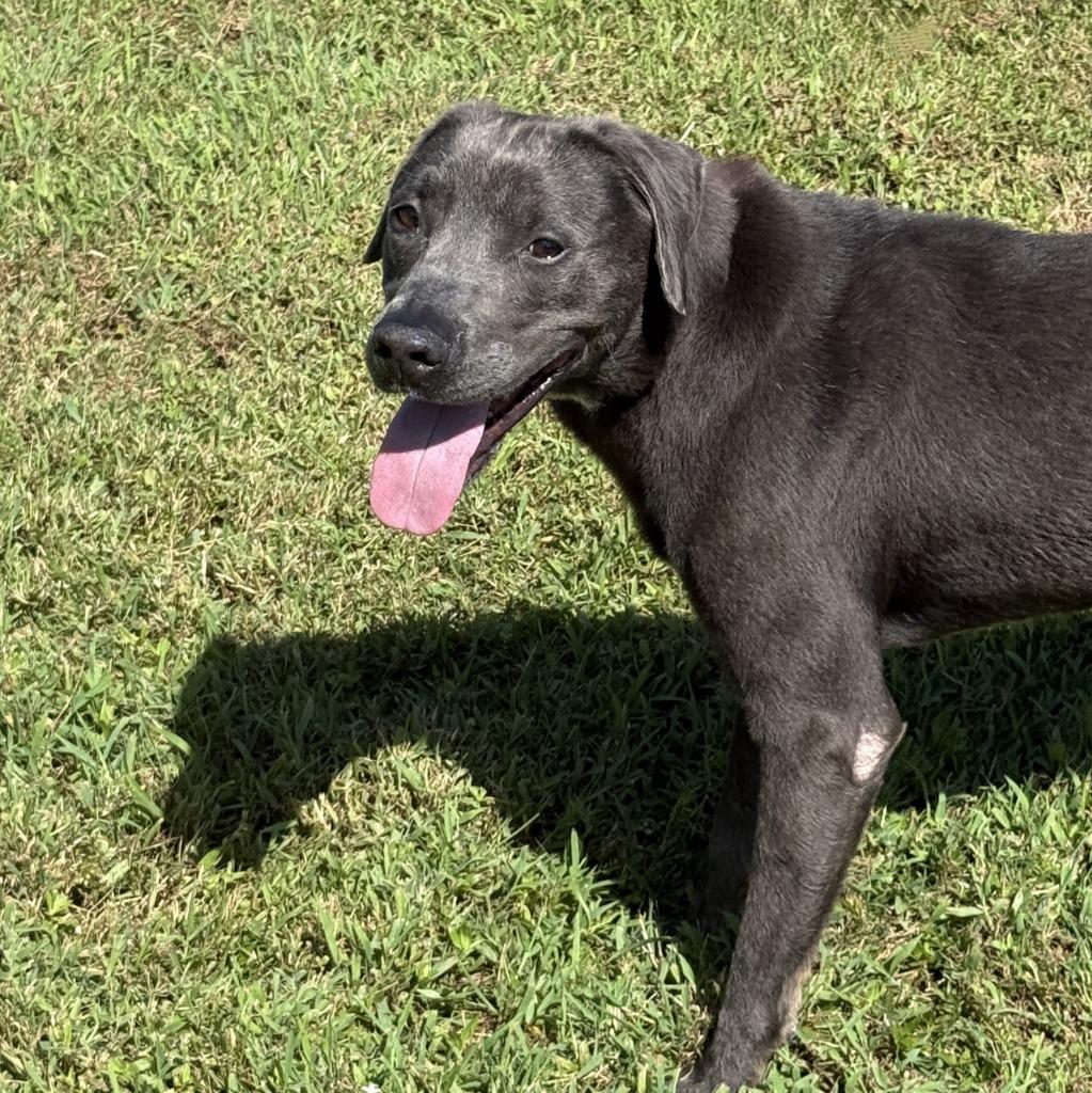 Shelby, a Adoptable Labrador Retriever in Brenham, TX image 3/6
