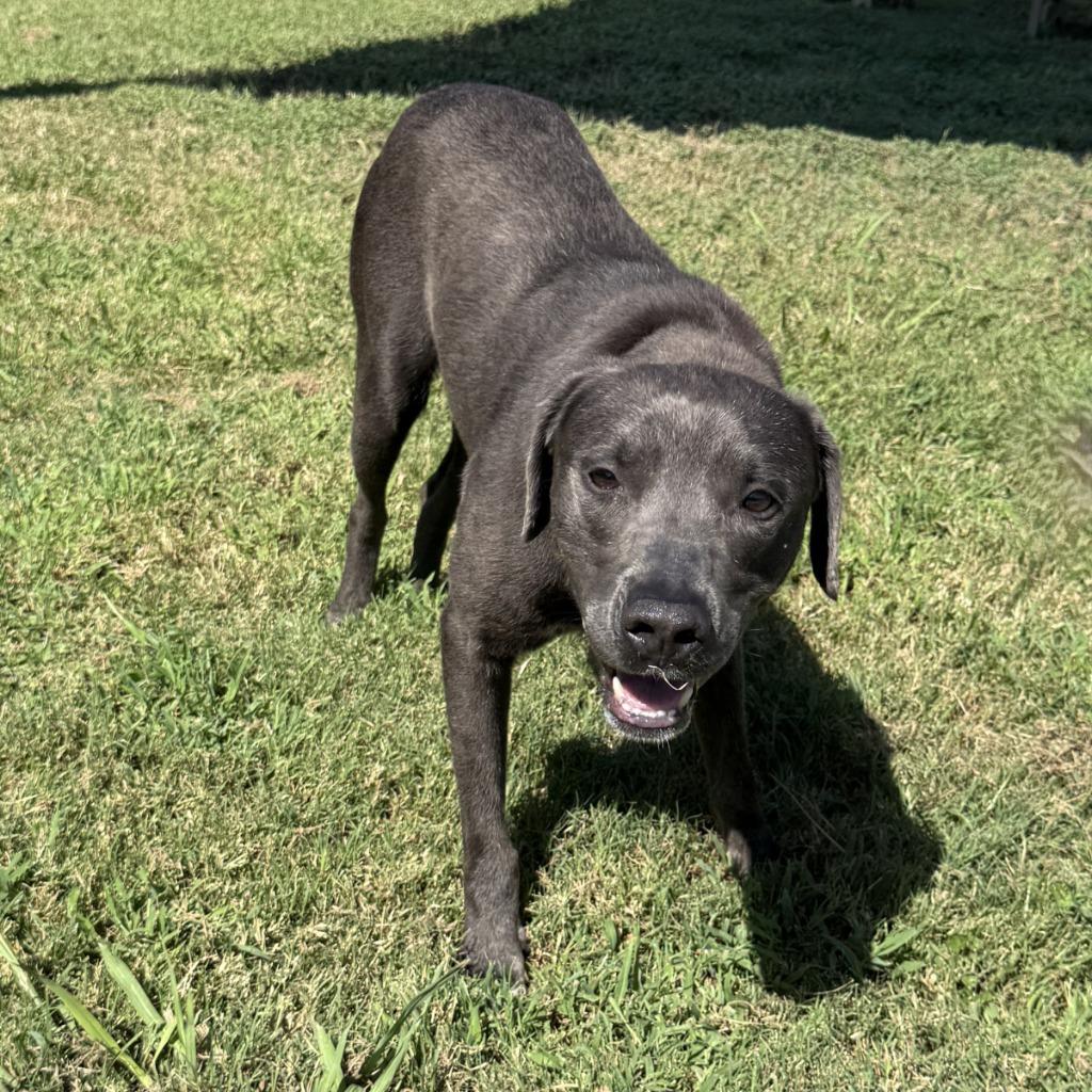 Shelby, a Adoptable Labrador Retriever in Brenham, TX image 4/6