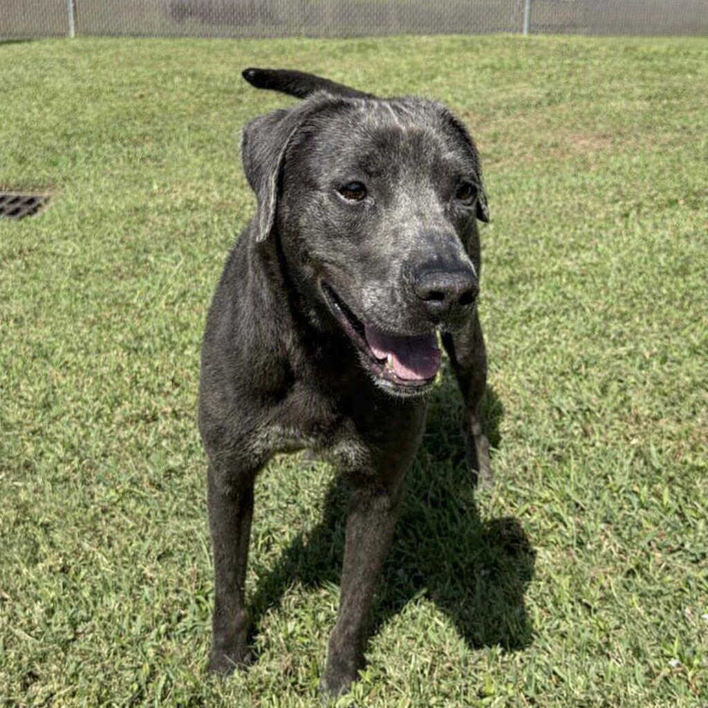 Shelby, a Adoptable Labrador Retriever in Brenham, TX image 5/6