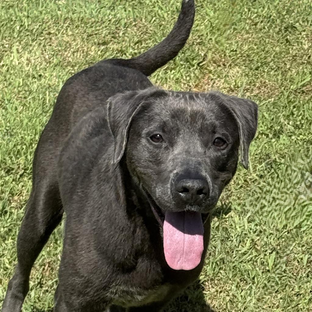 Shelby, a Adoptable Labrador Retriever in Brenham, TX image 6/6