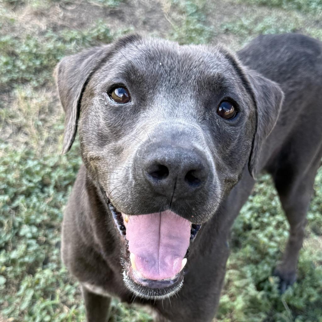 Shelby, Adoptable, Adult Male Labrador Retriever.