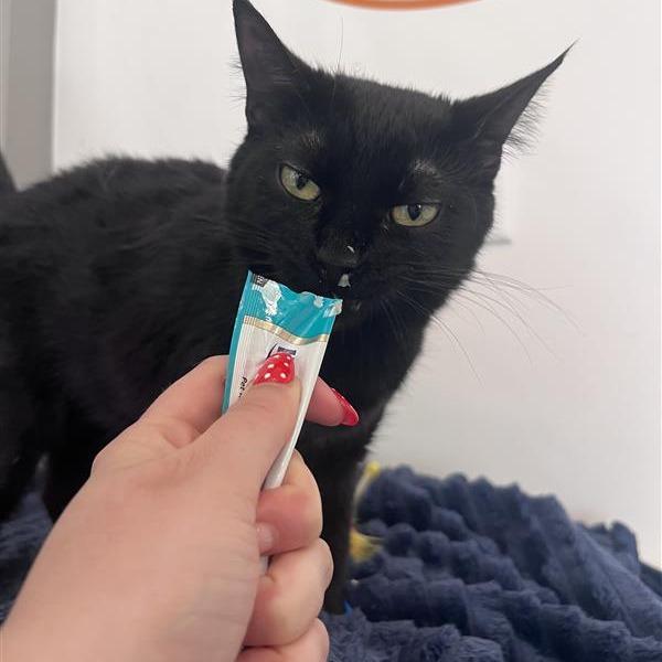 Silky, Adoptable, Young Female Domestic Short Hair.