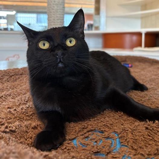 Silky, a Adoptable Domestic Short Hair in Bentonville, AR image 2/6