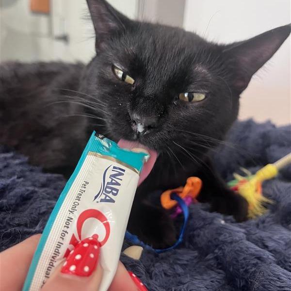 Silky, a Adoptable Domestic Short Hair in Bentonville, AR image 3/6