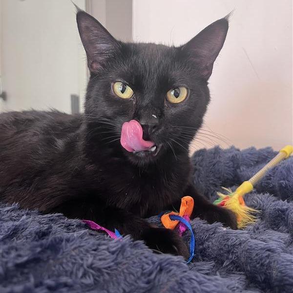 Silky, a Adoptable Domestic Short Hair in Bentonville, AR image 4/6