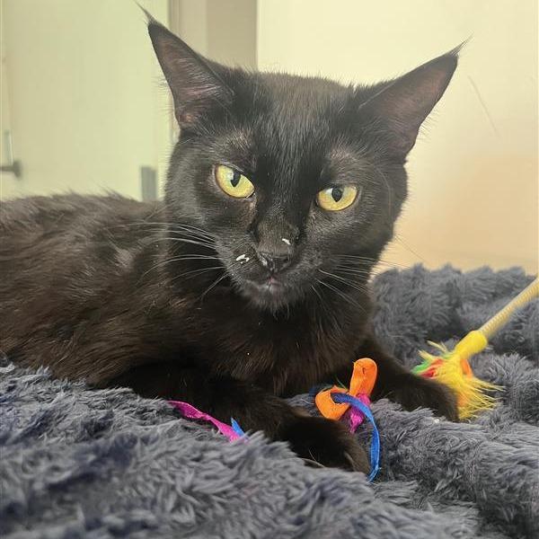 Silky, a Adoptable Domestic Short Hair in Bentonville, AR image 5/6