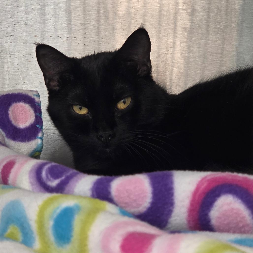 Silky, a Adoptable Domestic Short Hair in Bentonville, AR image 6/6