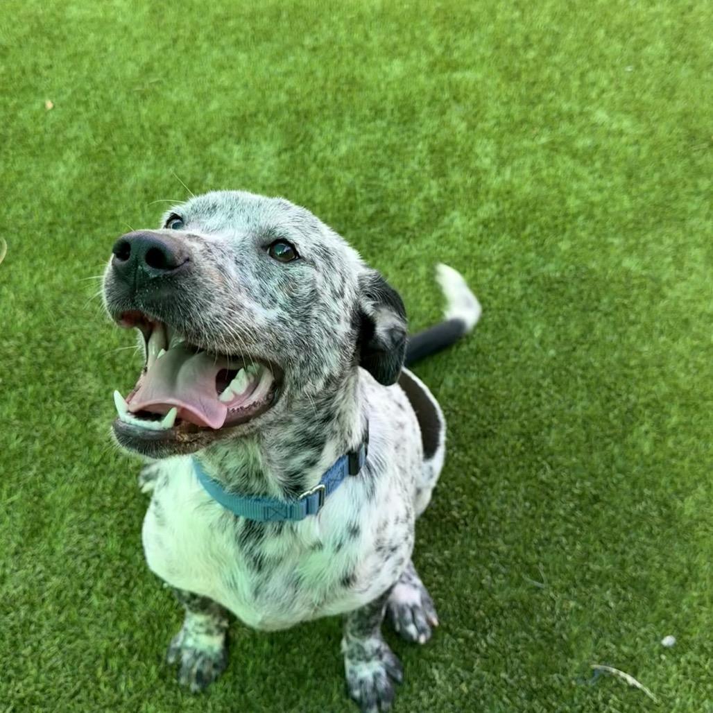 Sunshine 7524, Adoptable, Young Male Mixed Breed.