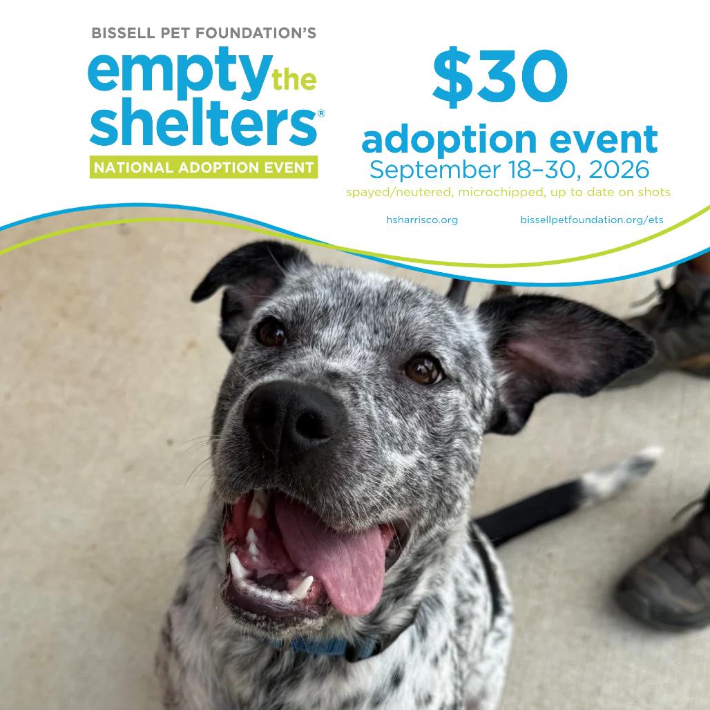 Enlarge Sunshine 7524, a Adoptable Mixed Breed in Hamilton, GA image 2/6