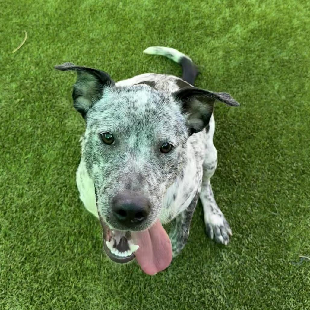 Enlarge Sunshine 7524, a Adoptable Mixed Breed in Hamilton, GA image 2/6