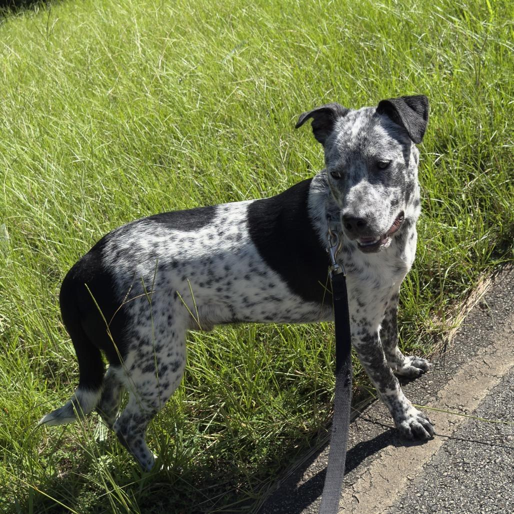 Enlarge Sunshine 7524, a Adoptable Mixed Breed in Hamilton, GA image 3/6