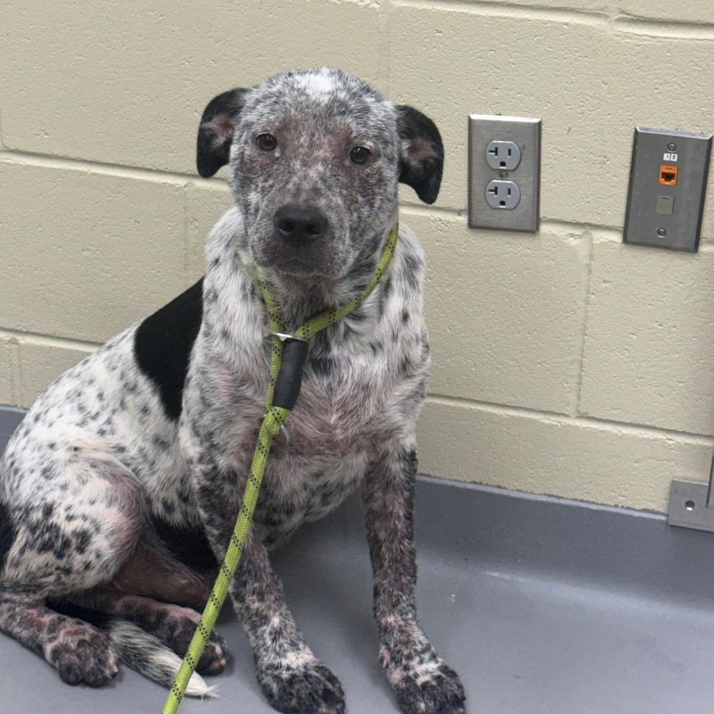 Enlarge Sunshine 7524, a Adoptable Mixed Breed in Hamilton, GA image 4/6