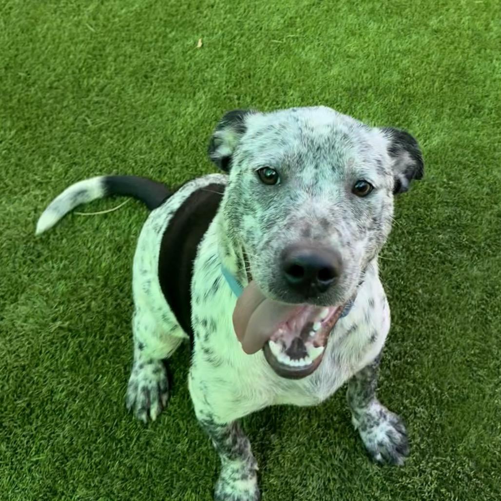 Enlarge Sunshine 7524, a Adoptable Mixed Breed in Hamilton, GA image 5/6