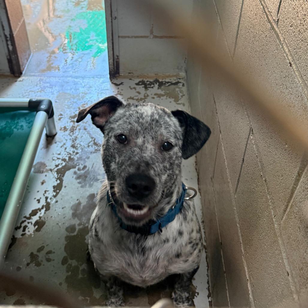 Enlarge Sunshine 7524, a Adoptable Mixed Breed in Hamilton, GA image 6/6