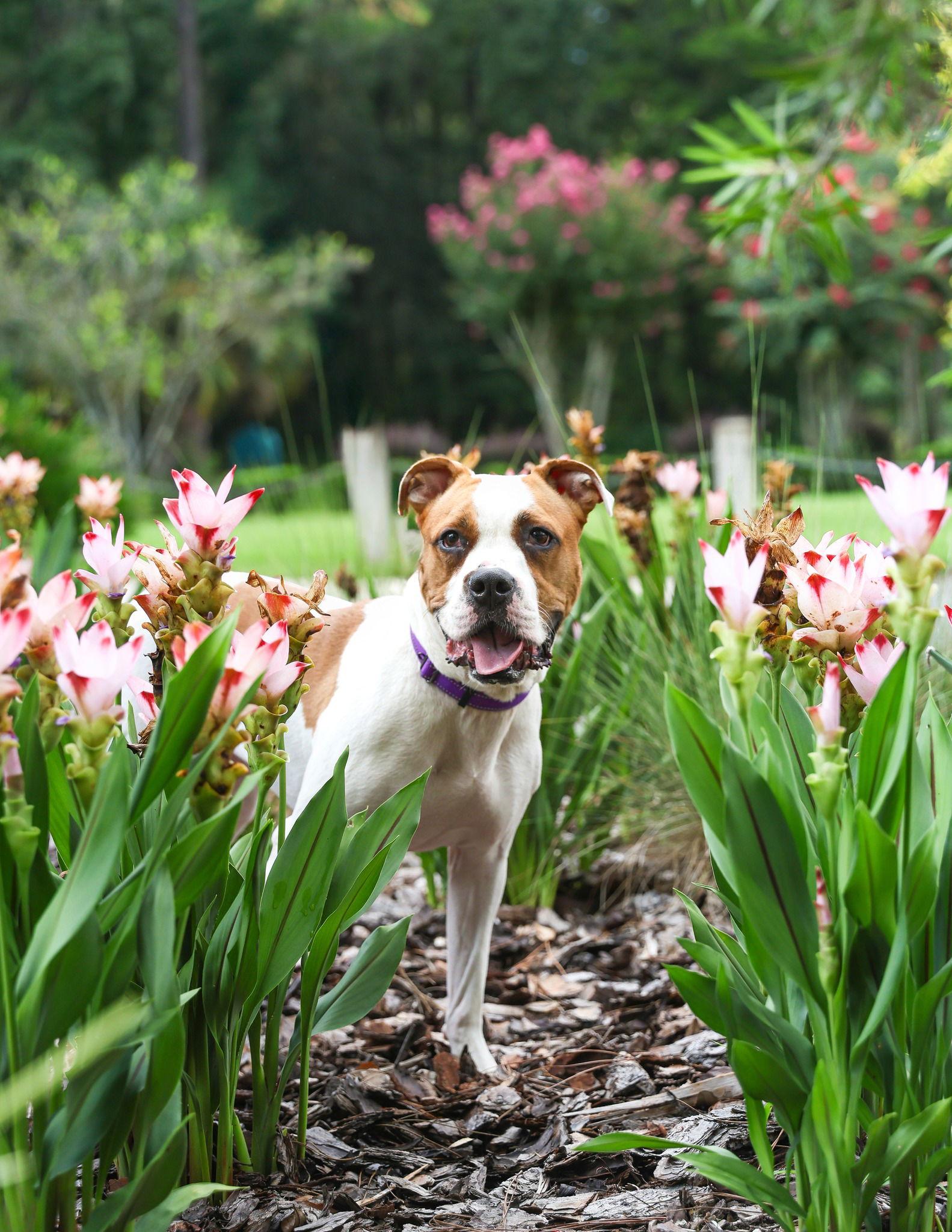 Cookie Monster, a Adoptable Mixed Breed in Gainesville, FL image 1/3
