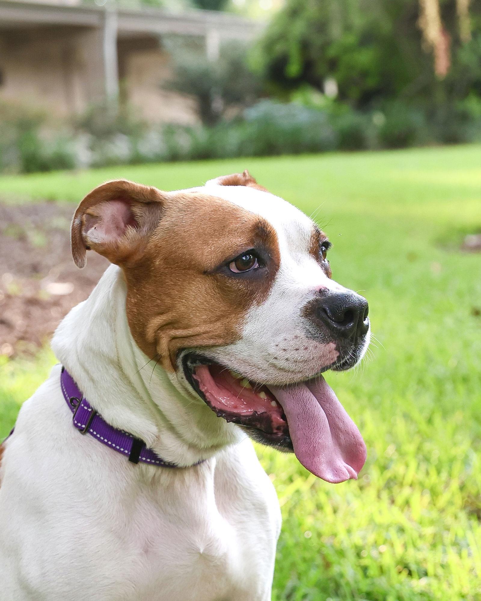 Cookie Monster, a Adoptable Mixed Breed in Gainesville, FL image 2/3