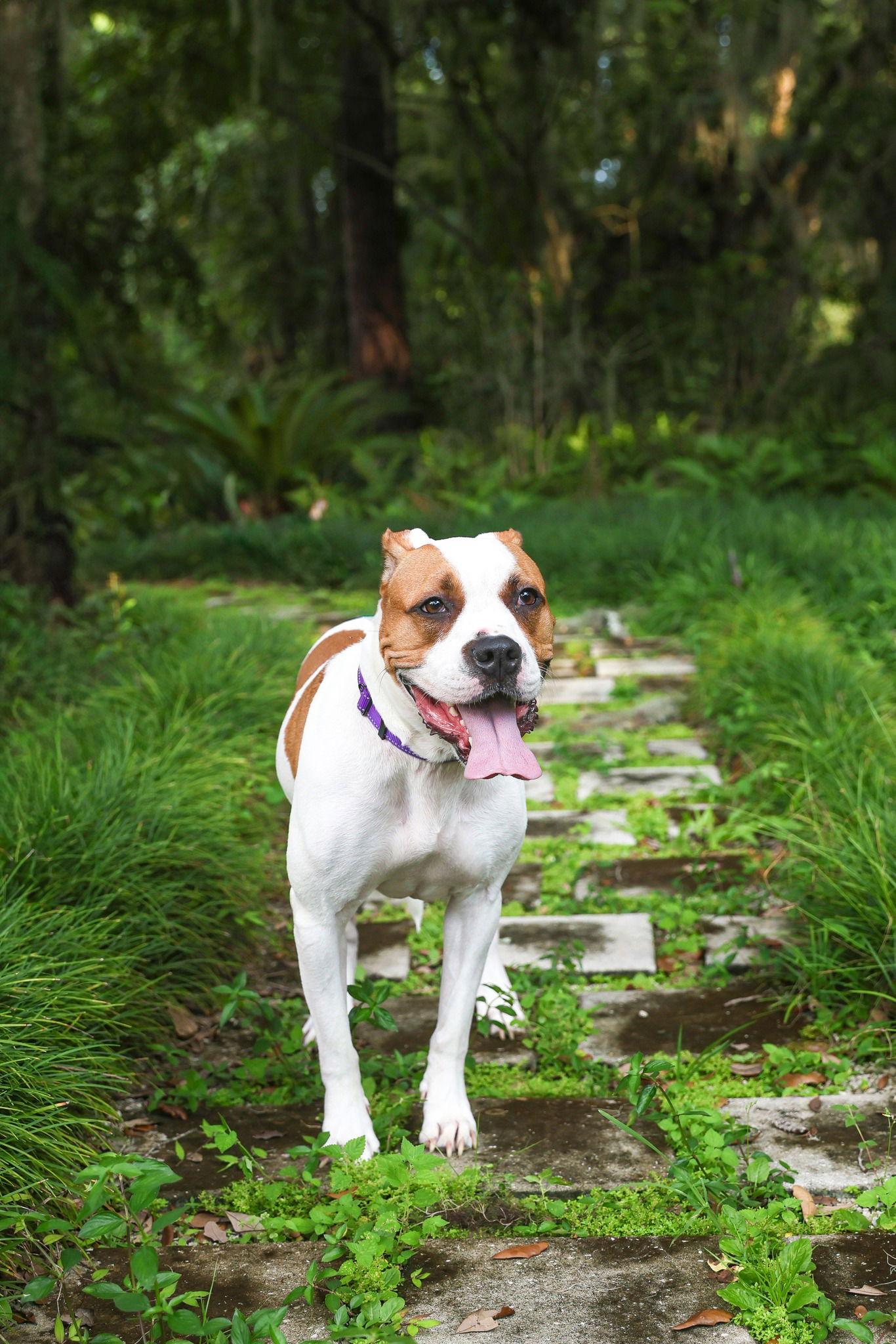 Cookie Monster, a Adoptable Mixed Breed in Gainesville, FL image 3/3