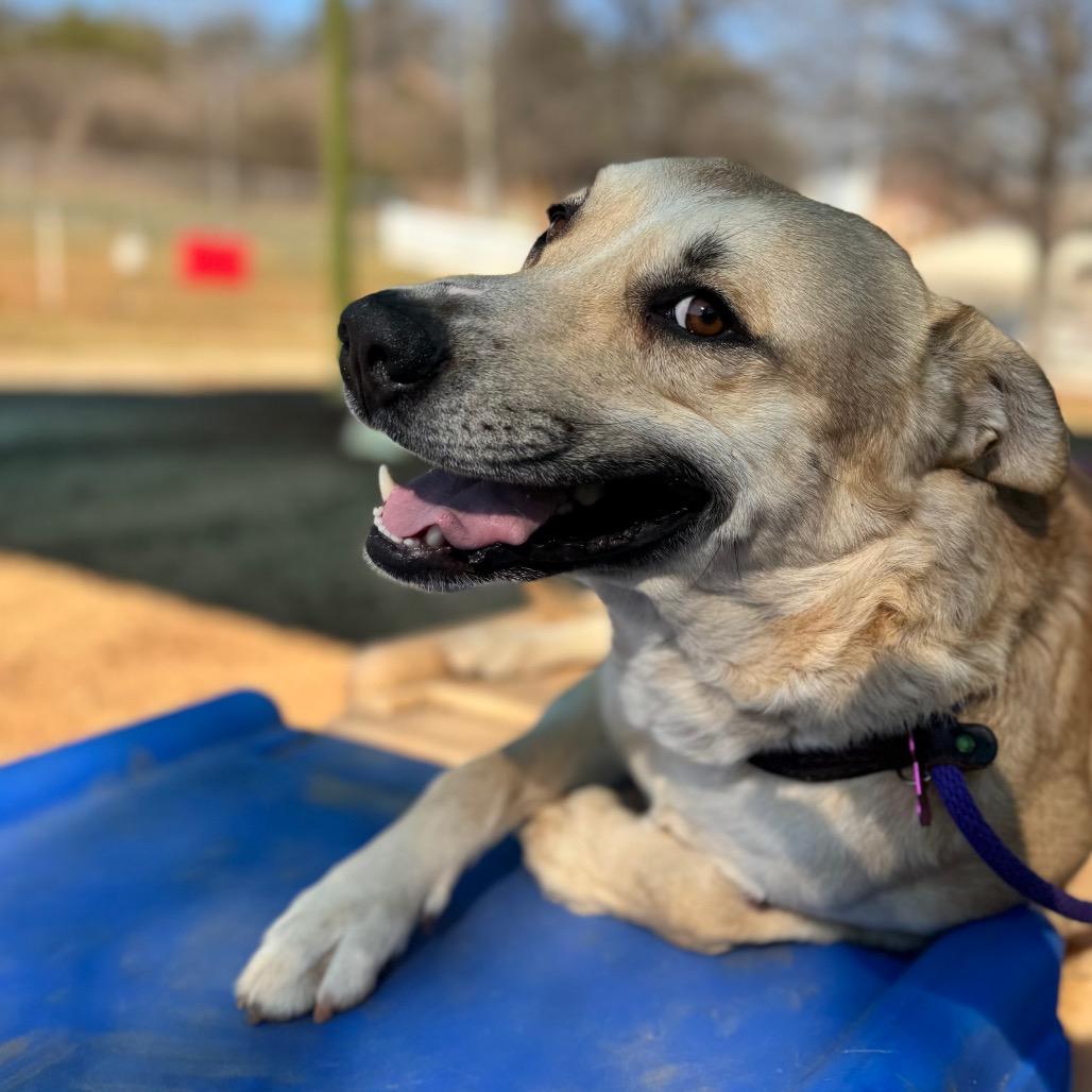 Kibble, Adoptable, Adult Male Retriever.