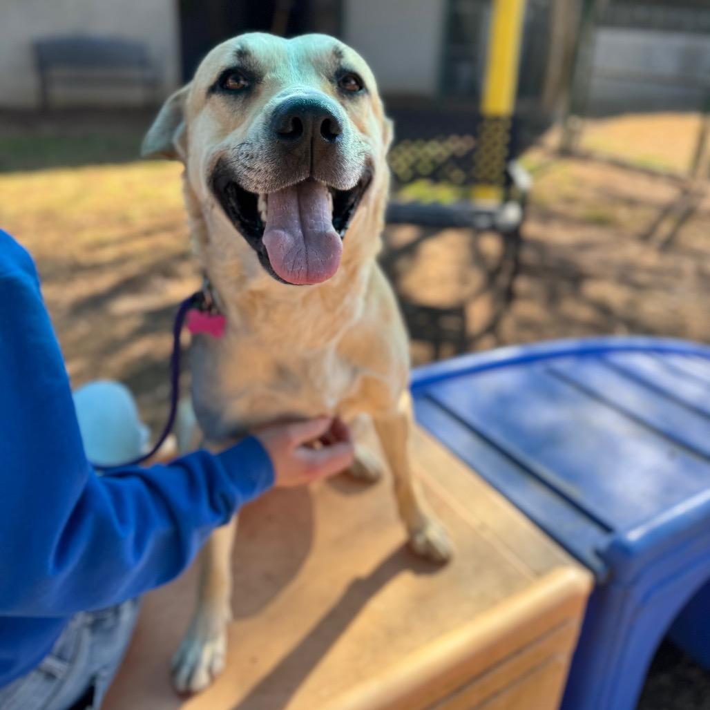 Enlarge Kibble, a Adoptable mixed breed in Greenville, SC image 5/5