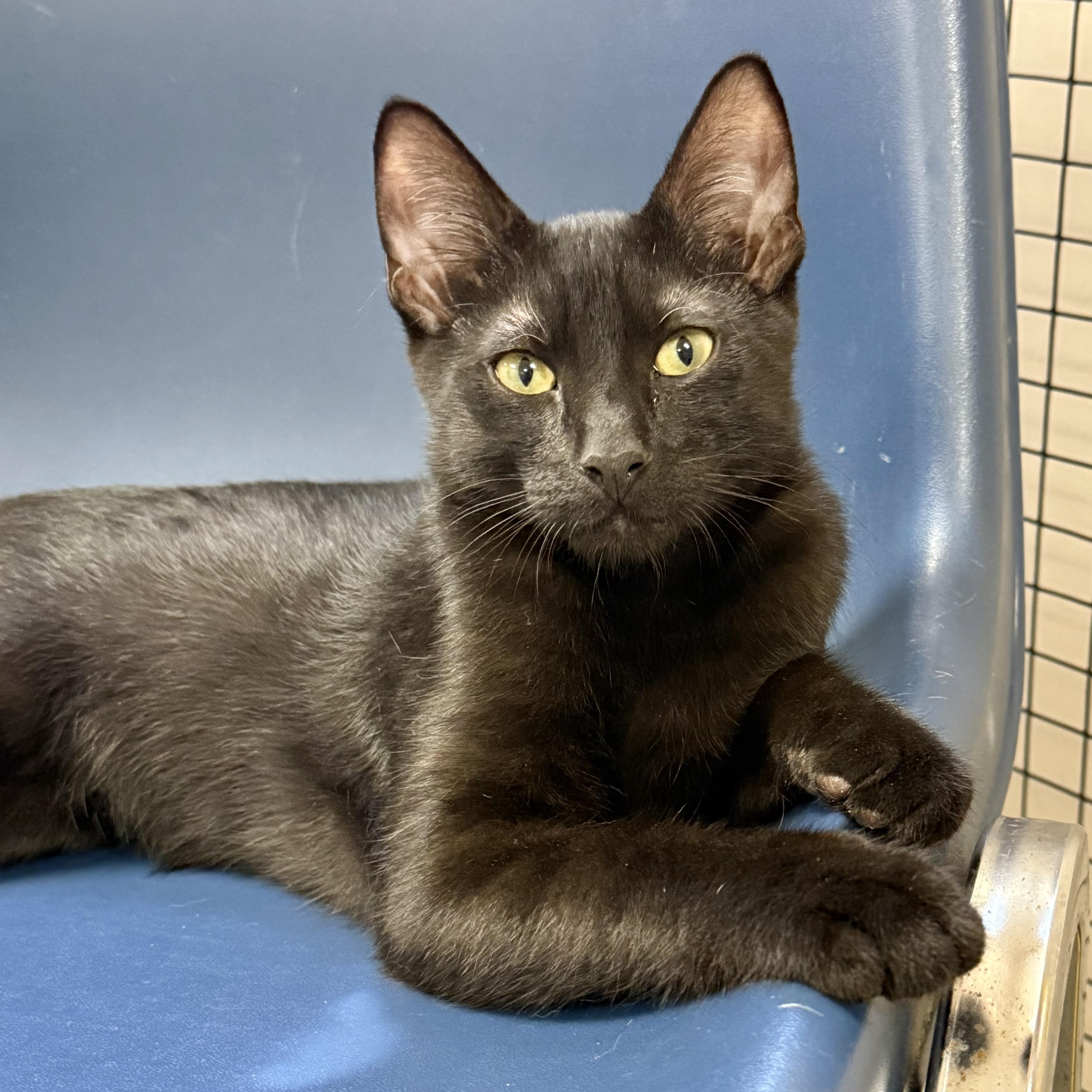 Comet, ADOPTABLE, Kitten Male Domestic Short Hair.