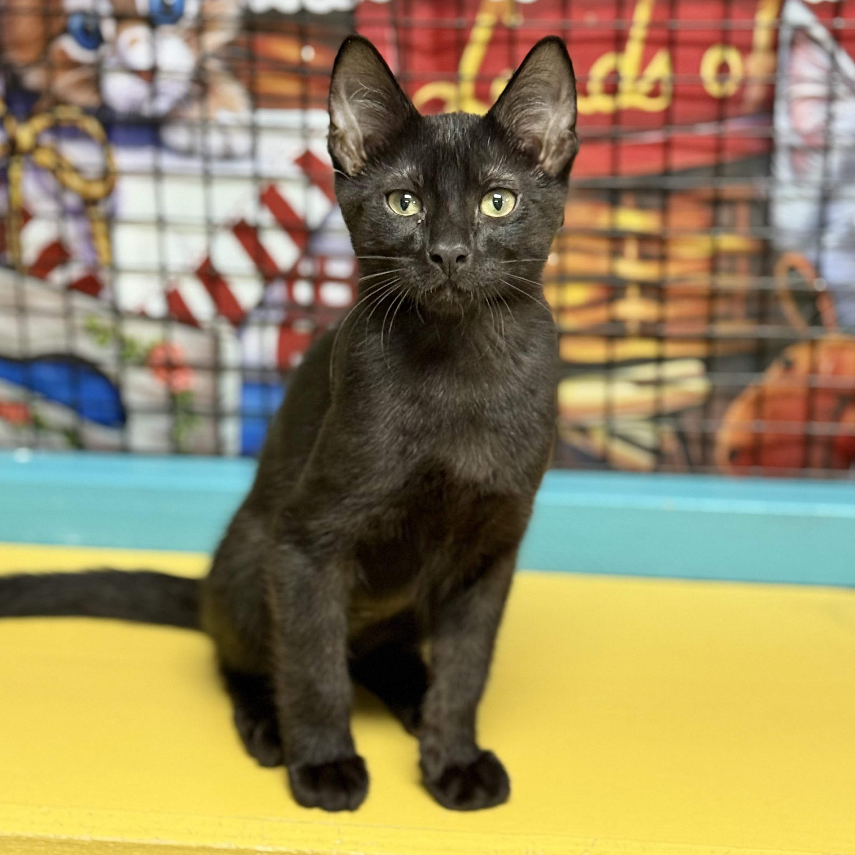 Comet, a ADOPTABLE Domestic Short Hair in Collierville, TN image 4/6