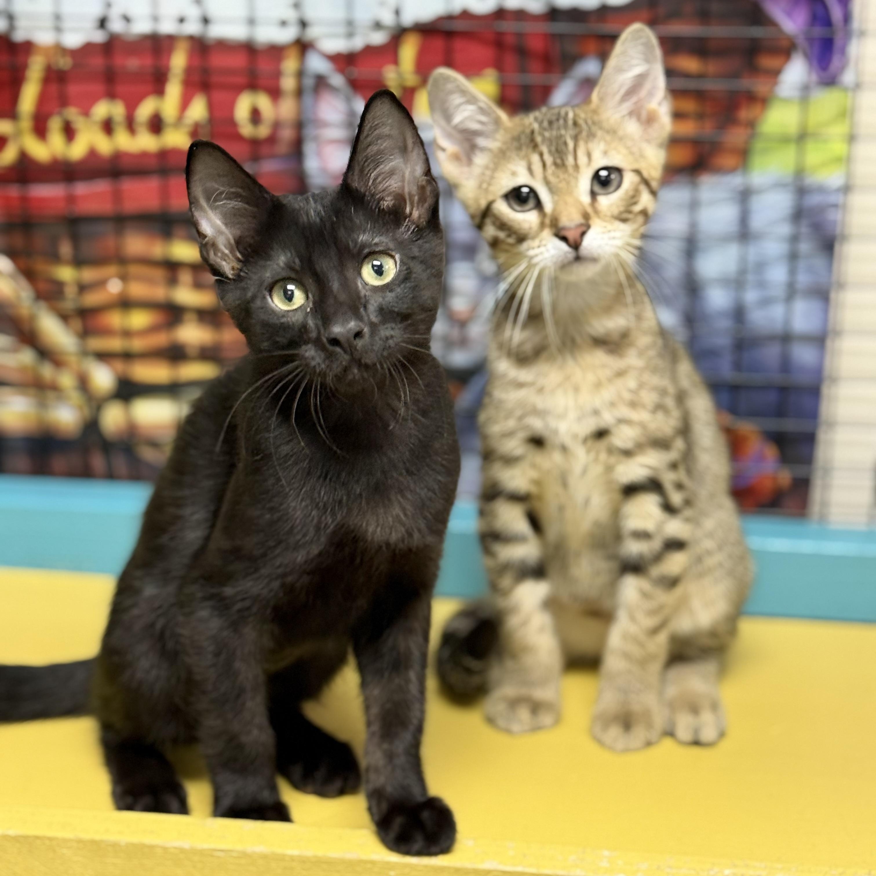 Comet, a ADOPTABLE Domestic Short Hair in Collierville, TN image 2/6