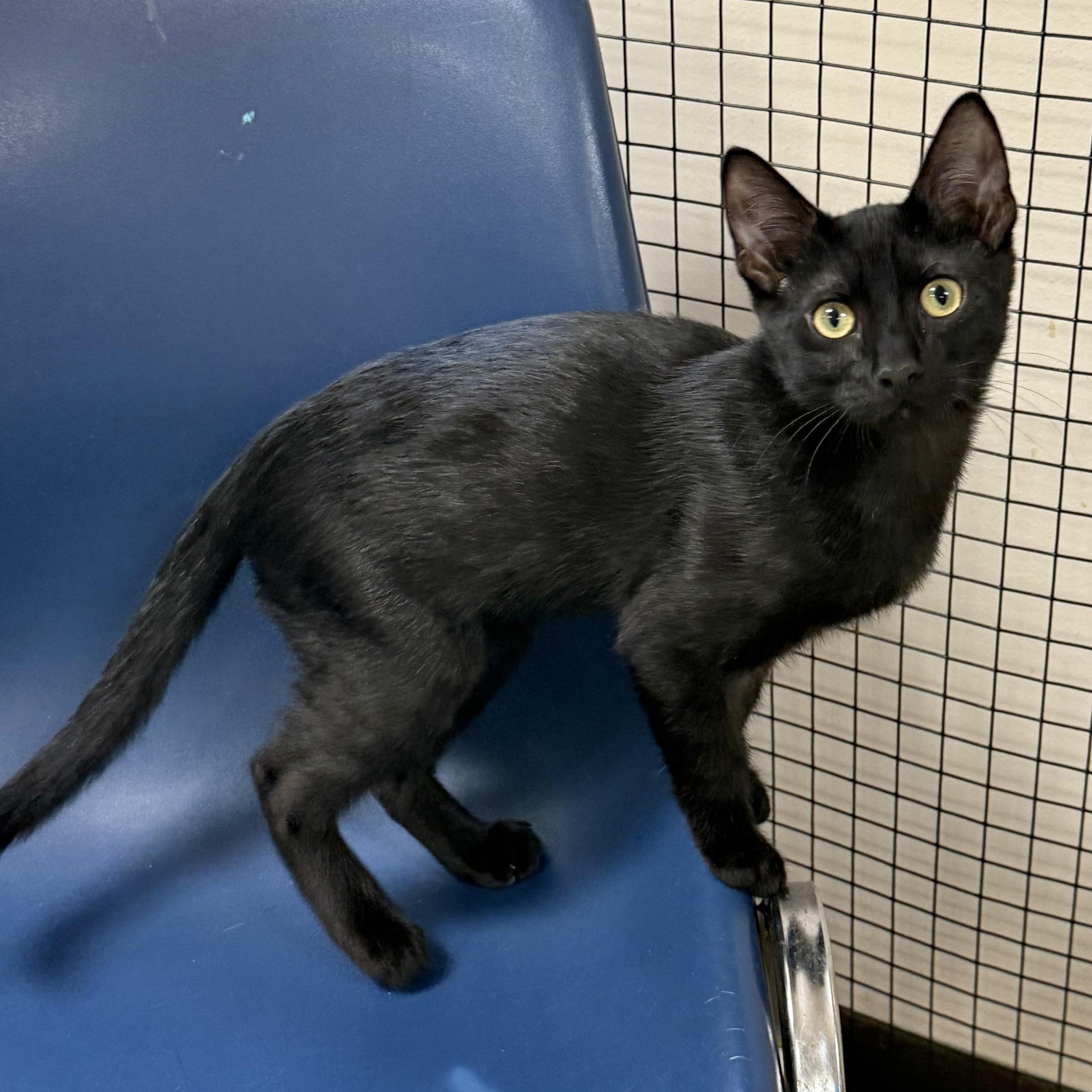 Enlarge Comet, a ADOPTABLE Domestic Short Hair in Collierville, TN image 4/6