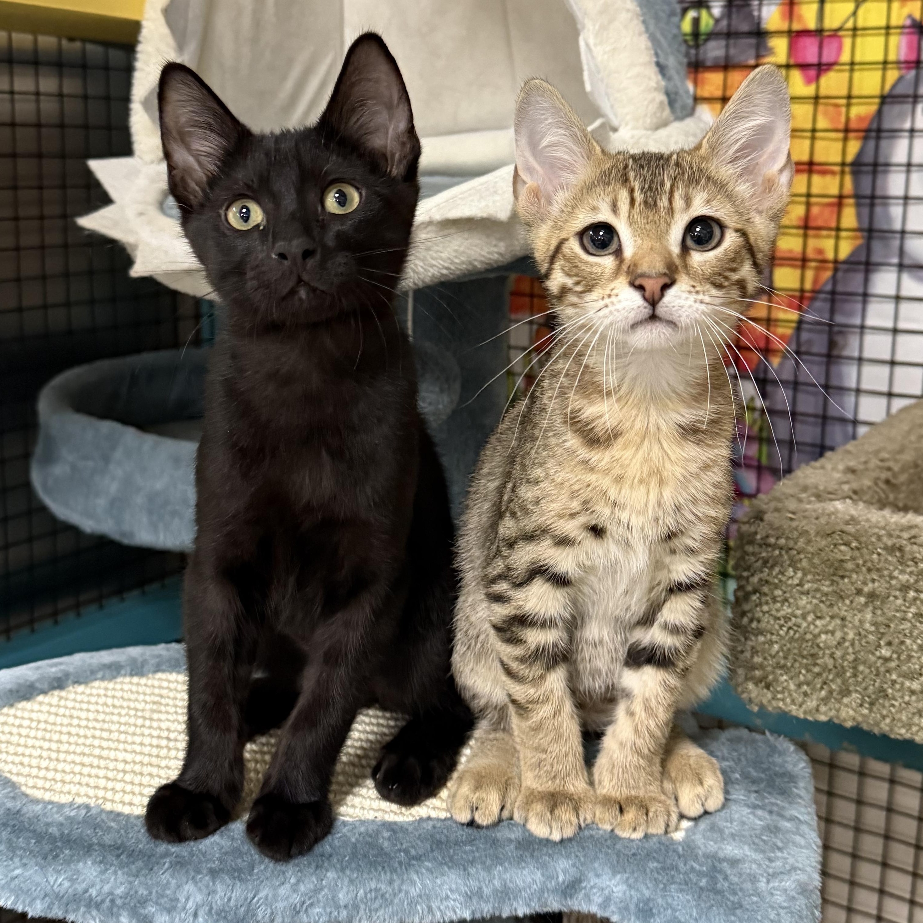 Comet, a ADOPTABLE Domestic Short Hair in Collierville, TN image 3/6