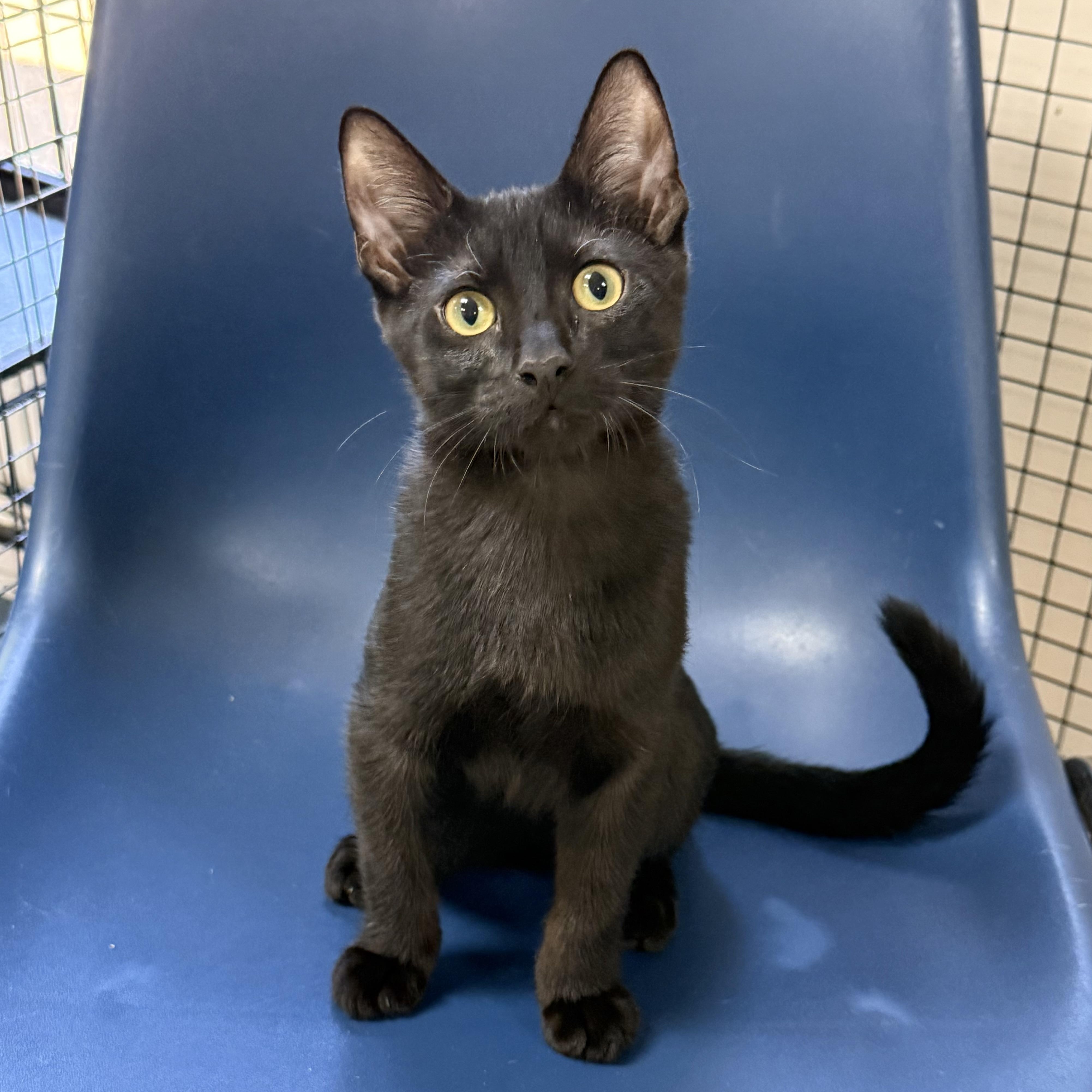 Enlarge Comet, a ADOPTABLE Domestic Short Hair in Collierville, TN image 6/6