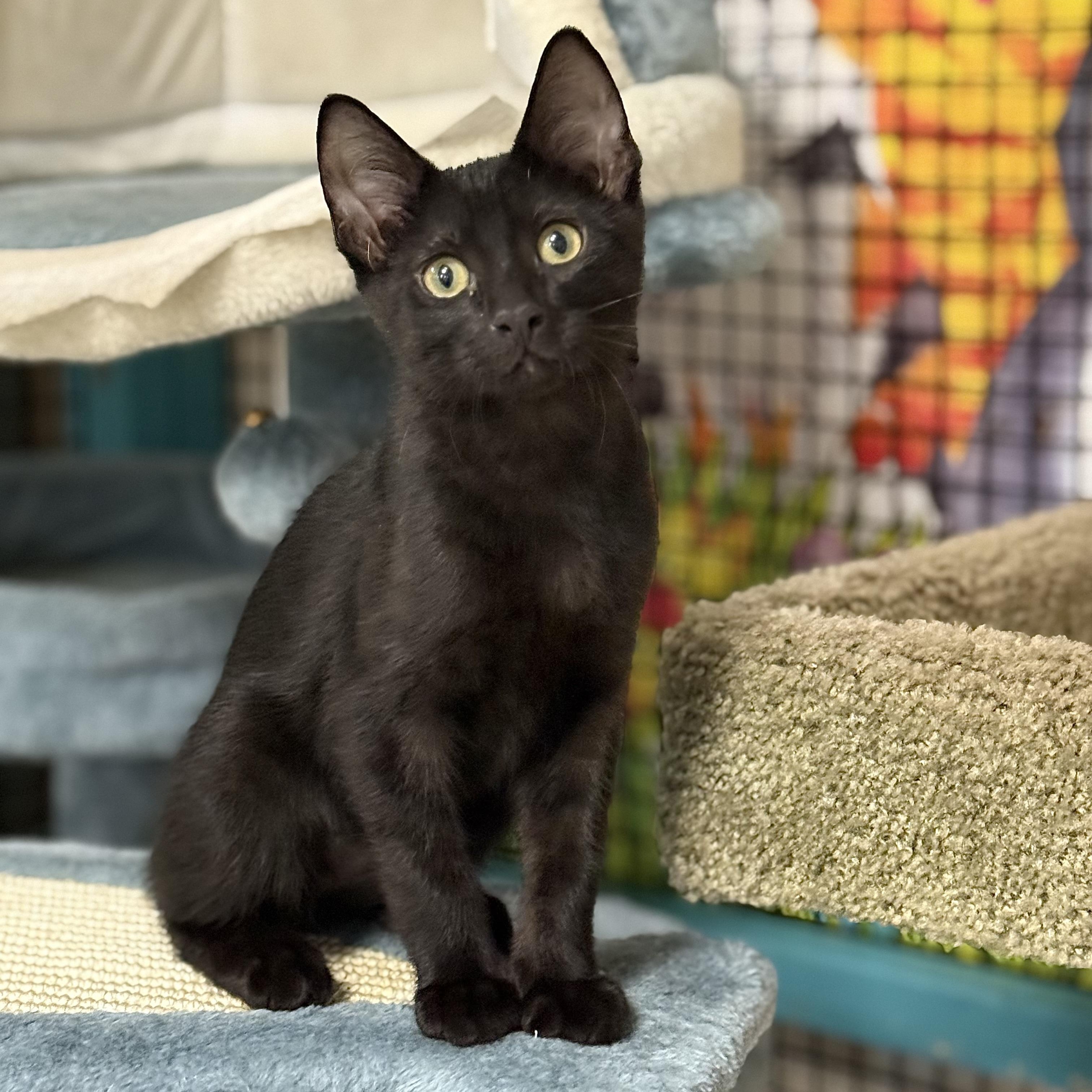 Comet, a ADOPTABLE Domestic Short Hair in Collierville, TN image 5/6