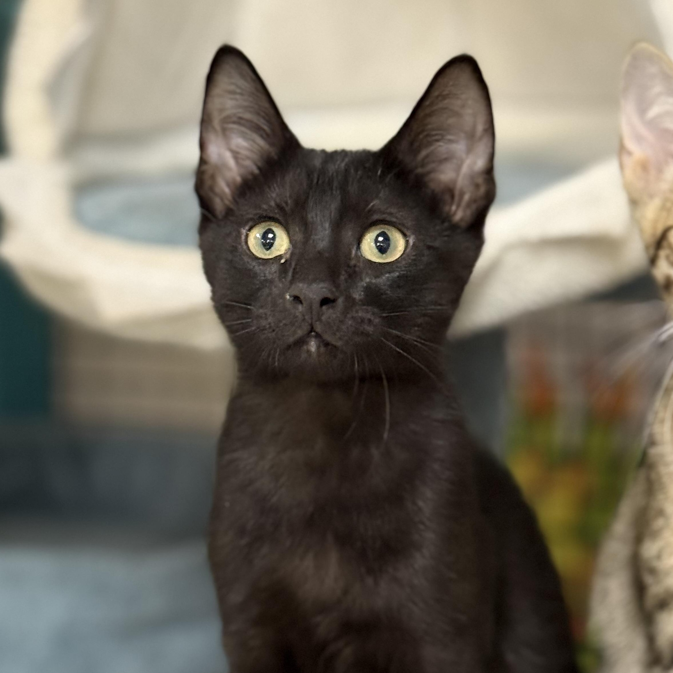 Comet, ADOPTABLE, Kitten Male Domestic Short Hair.