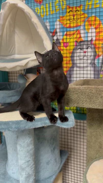 Enlarge Comet, a ADOPTABLE Domestic Short Hair in Collierville, TN video 6/6