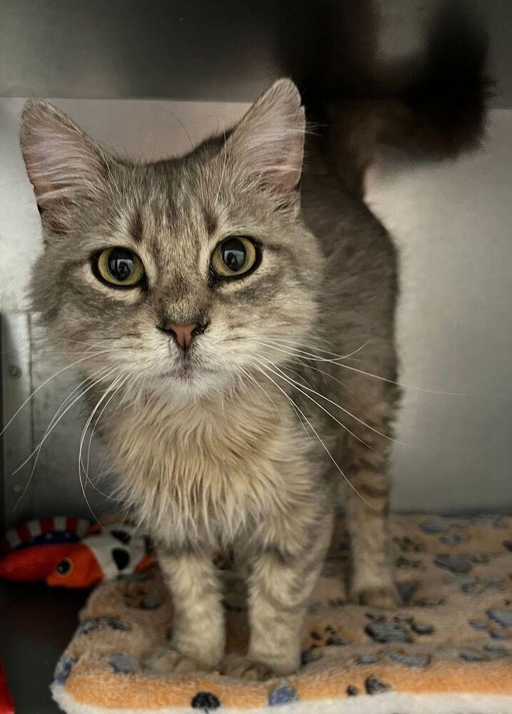Enlarge Macy, a Adoptable Domestic Medium Hair in McPherson, KS image 1/5