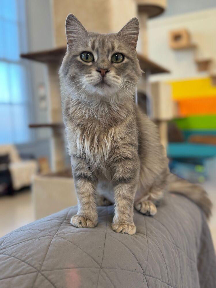 Enlarge Macy, a Adoptable Domestic Medium Hair in McPherson, KS image 2/5