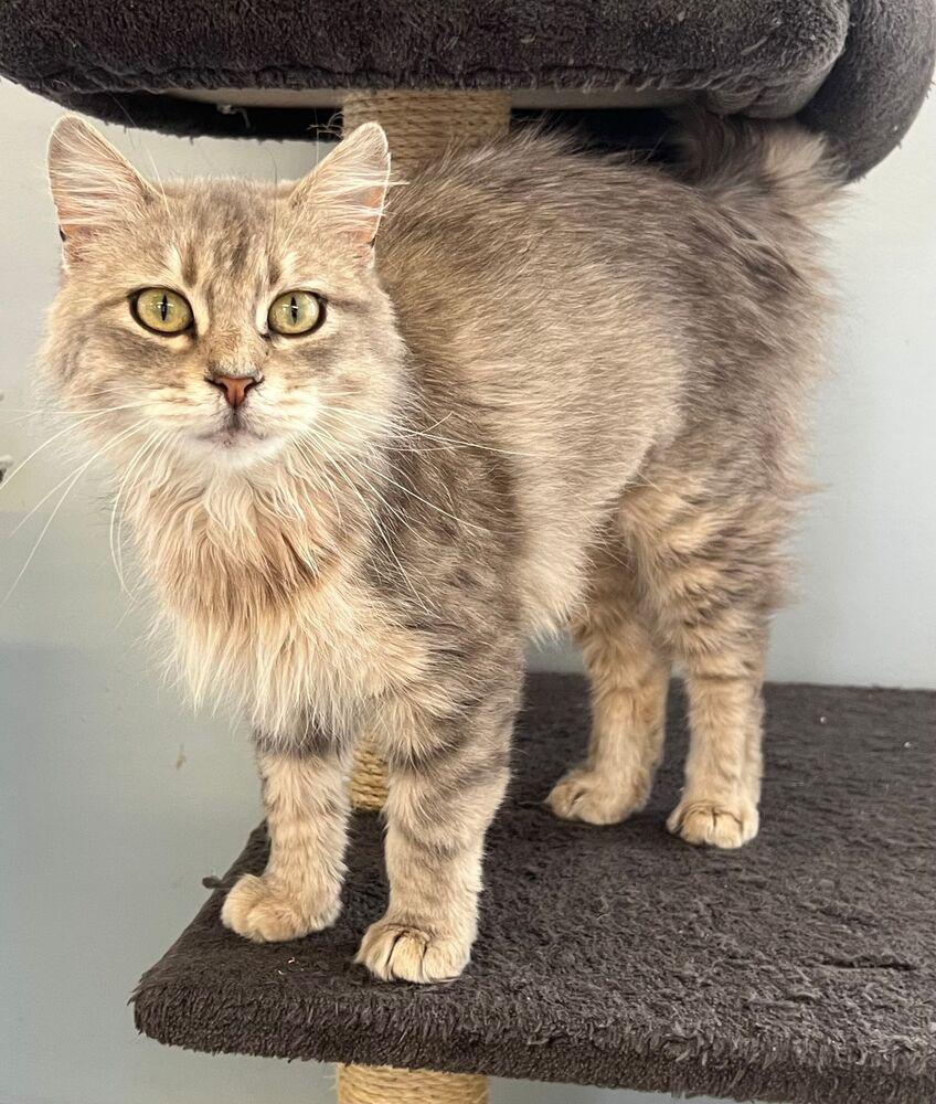 Enlarge Macy, a Adoptable Domestic Medium Hair in McPherson, KS image 4/5