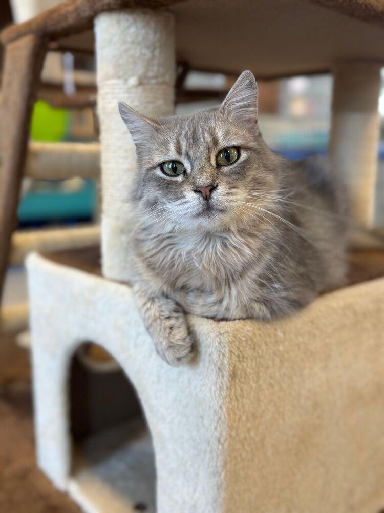 Enlarge Macy, a Adoptable Domestic Medium Hair in McPherson, KS image 5/5