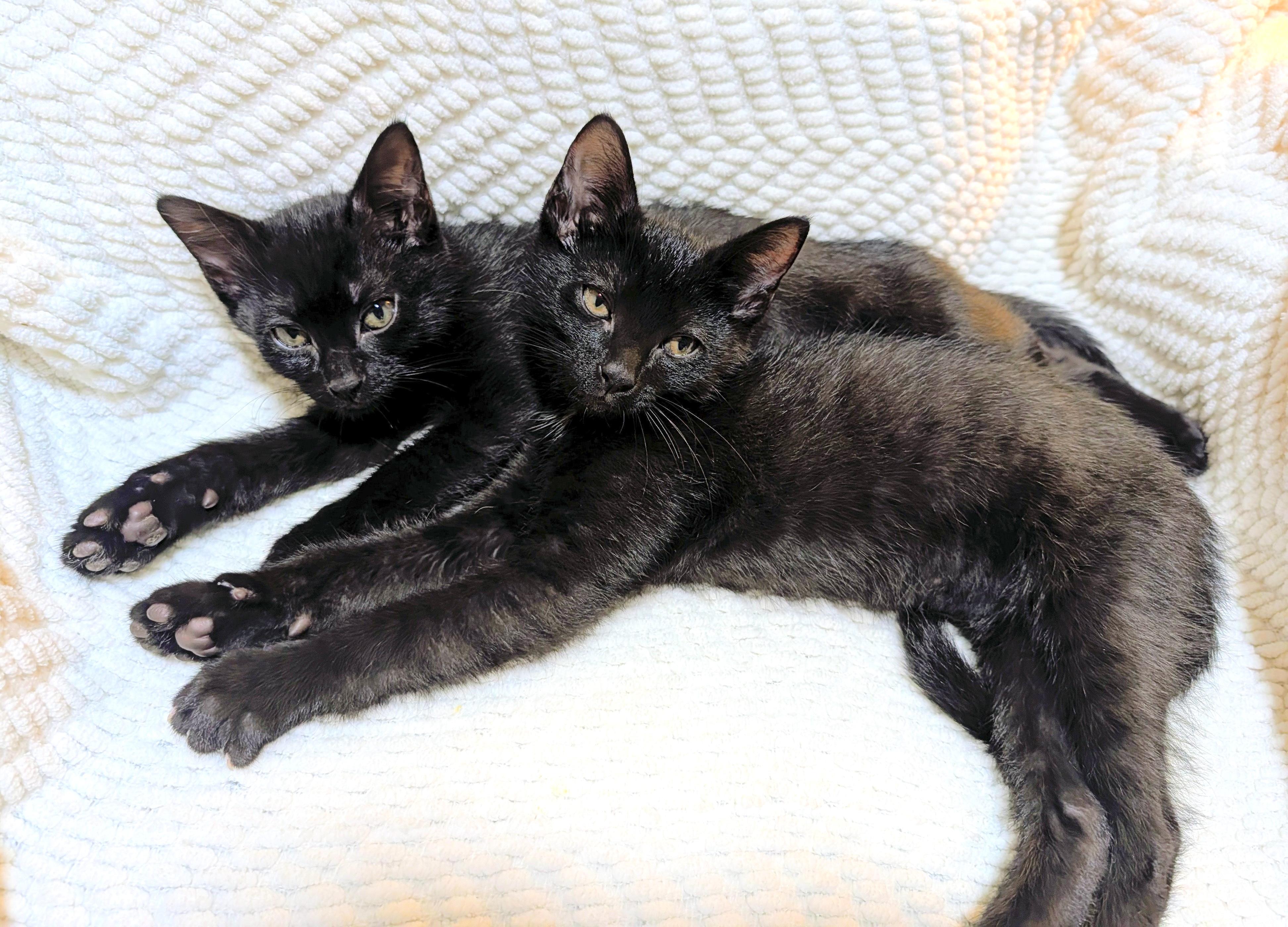 Enlarge Sonic & Sparky, a ADOPTABLE Domestic Short Hair in Westbrook, CT image 1/6