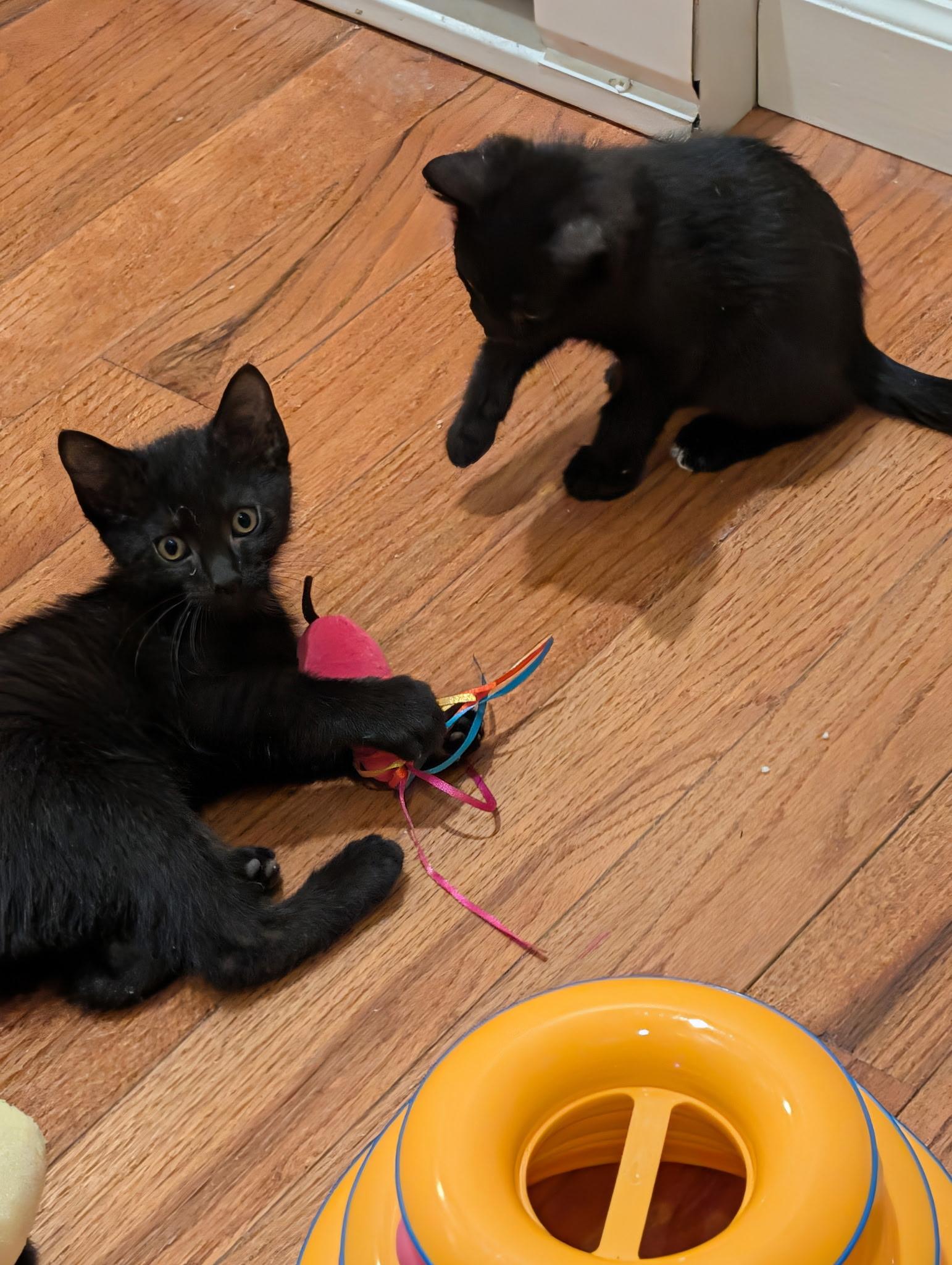 Enlarge Sonic & Sparky, a ADOPTABLE Domestic Short Hair in Westbrook, CT image 5/6